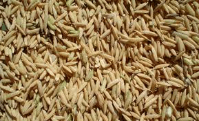 Arroz BRSMG Relâmpago