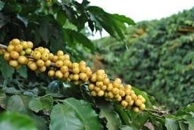 Semente de café Paraíso 2