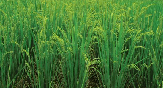 arroz_brsmg_alterosa