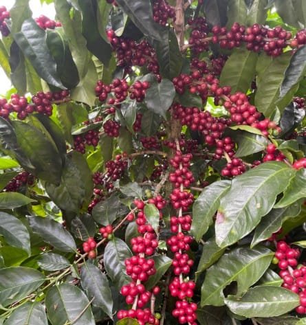 cafe_catigua_mg2