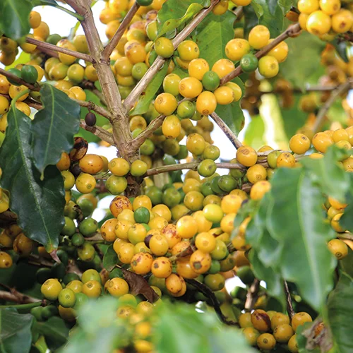 sementes_cafe_paraiso