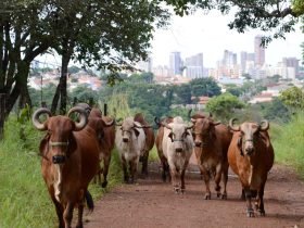 FOTO-VACAS-4-scaled