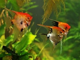 Gold-Koi-angels-IZOO