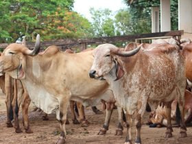IMG_0422-Vacas-Gir-Campo-Experimental-Getulio-Vargas-Uberaba