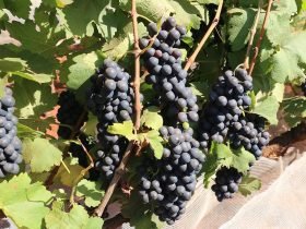 IMG_0690-Uvas-Syrah-divulgacao-EPAMIG