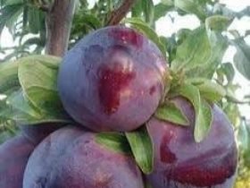 ameixa_epamig