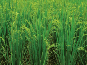 arroz_brsmg_alterosa