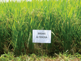 arroz_brsmg_alterosa01
