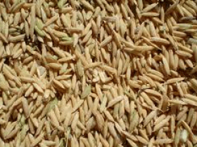 Arroz BRSMG Relâmpago