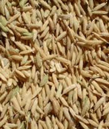 Arroz BRSMG Relâmpago