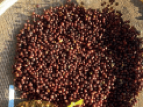 arroz_mgs_ametista01