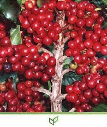 Café Catuaí Vermelho IAC 99