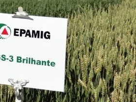 cultivar_brilhante-scaled-rpj4awznbm5k49m0ru2odlnovcsorzze9j2955052q