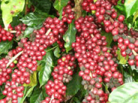 cultivar_catigua_mg2