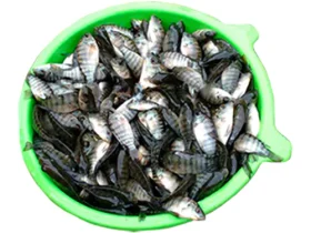 Matrizes de alevinos de tilápia-do-nilo