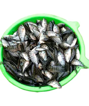 Matrizes de alevinos de tilápia-do-nilo