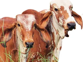 Matrizes e reprodutores bovinos