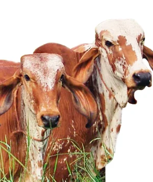 Matrizes e reprodutores bovinos