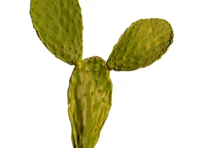 Mudas de raquete de palma forrageira