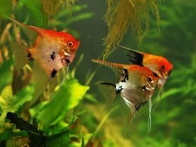 peixes_ornamentais01