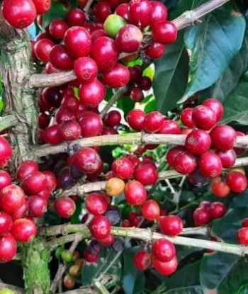 Semente de café catucai_mgs_catucai_pioneira