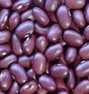semente-de-feijao-tesouro