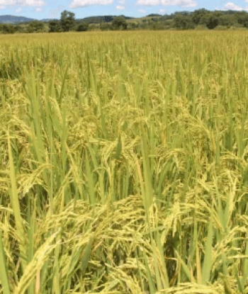 Semente de arroz IR 841