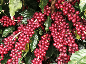 Semente de café catiguá