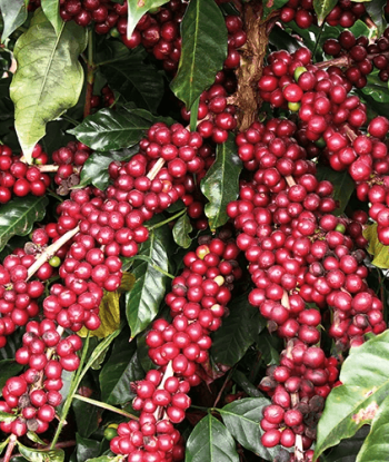 Semente de café catiguá