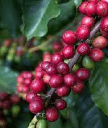 Semente de café Oeiras