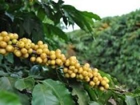 Semente de café Paraíso 2