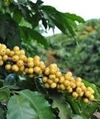 Semente de café Paraíso 2