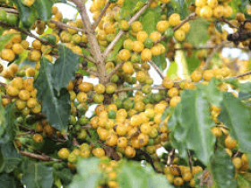 Semente de café Paraíso h419-4