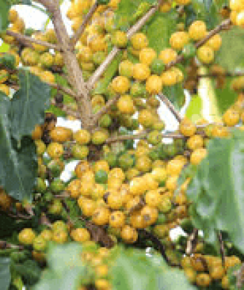 Semente de café Paraíso h419-4