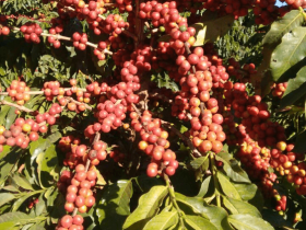 Semente de café catigua MG2