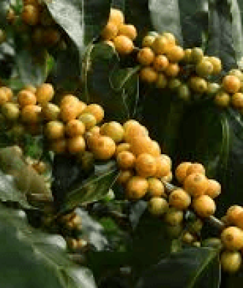 Café bourbon amarelo