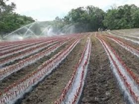 videira-de-uva-syrah - Copia