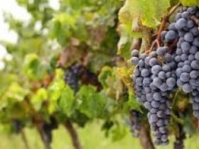 videira_de_uva_syrah - Copia