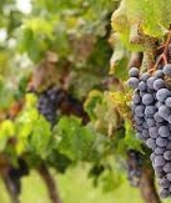 videira_de_uva_syrah - Copia