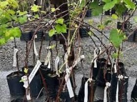 videira_uva_niagara_branca