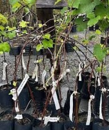 videira_uva_niagara_branca