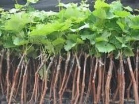 videira_uva_niagara_rosada