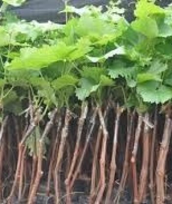 videira_uva_niagara_rosada