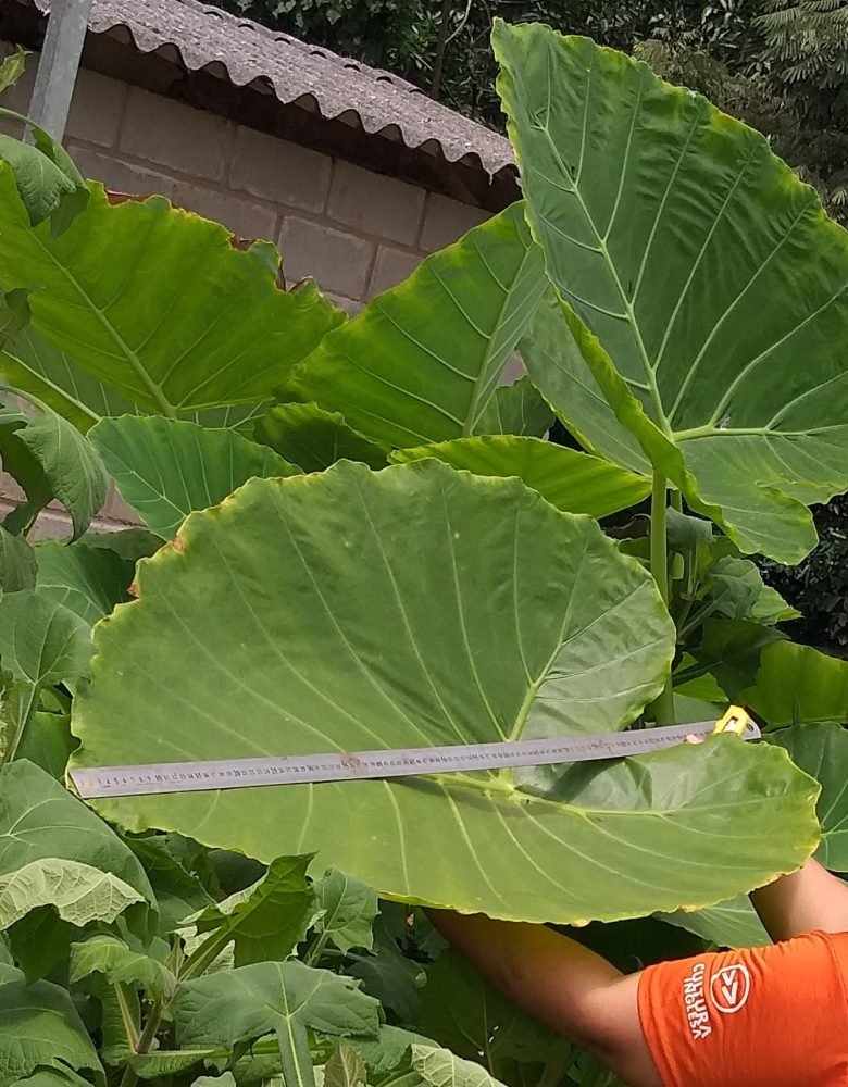 Couve asiática – comprimento Couve asiática - comprimento