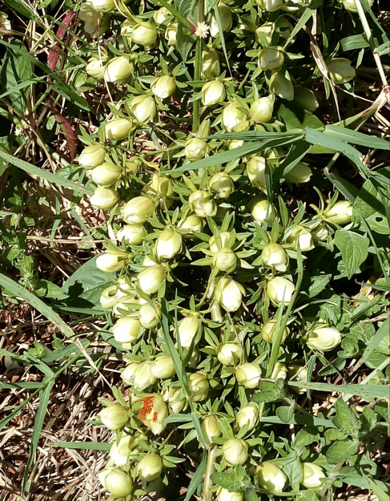 Botões florais de ora-pro-nóbis
Pereskia aculeata Mill.
Família Cactaceae