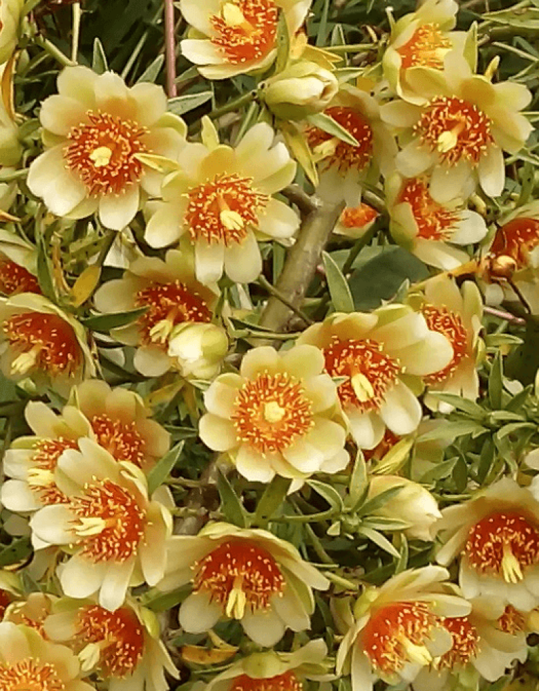 Pereskia-aculeata_Flores_Izabel Pereskia-aculeata_Flores_Izabel