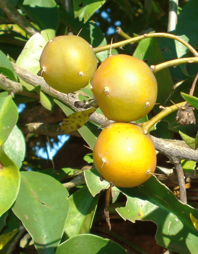 Pereskia_aculeata_FRUTOS_Izabel Pereskia_aculeata_FRUTOS_Izabel