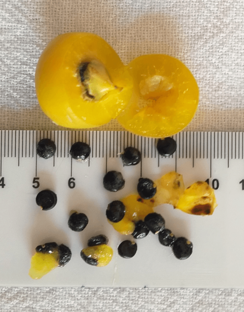 Pereskia_aculeata_Fruto_SEMENTES_Izabel Pereskia_aculeata_Fruto_SEMENTES_Izabel