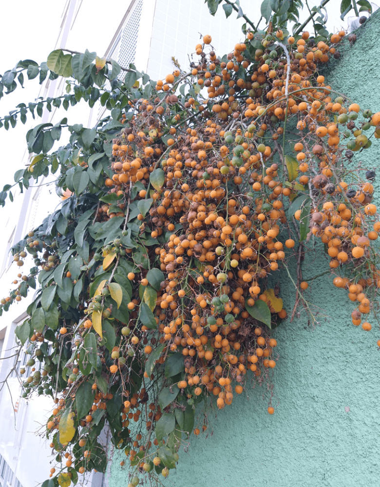 Pereskia_aculeata_Ramos_com_frutos_Izabel Pereskia_aculeata_Ramos_com_frutos_Izabel