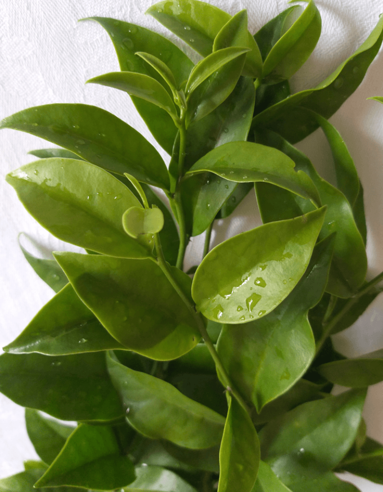 Pereskia aculeata – foto A Pereskia aculeata. A – Ramos colhidos - Fotos de Izabel Cristina dos Santos